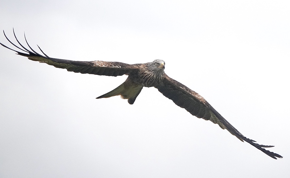 red kite